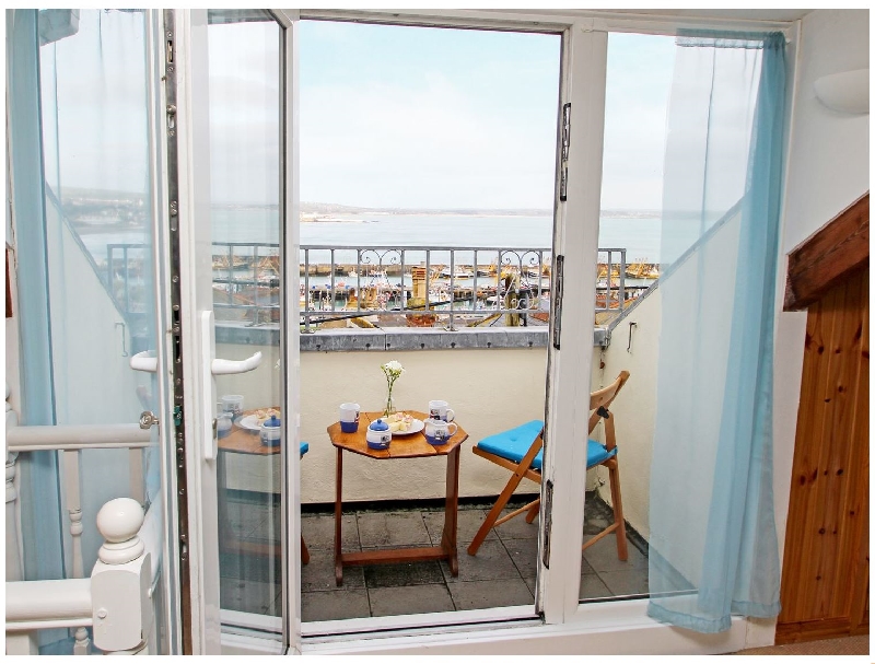 Click here for more about Kittiwake