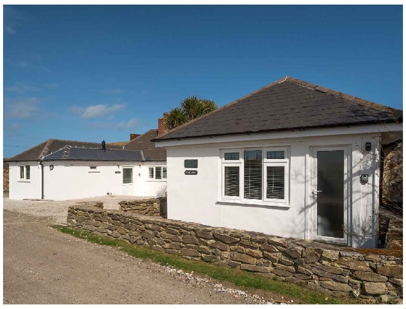 Click here for more about Guillemot