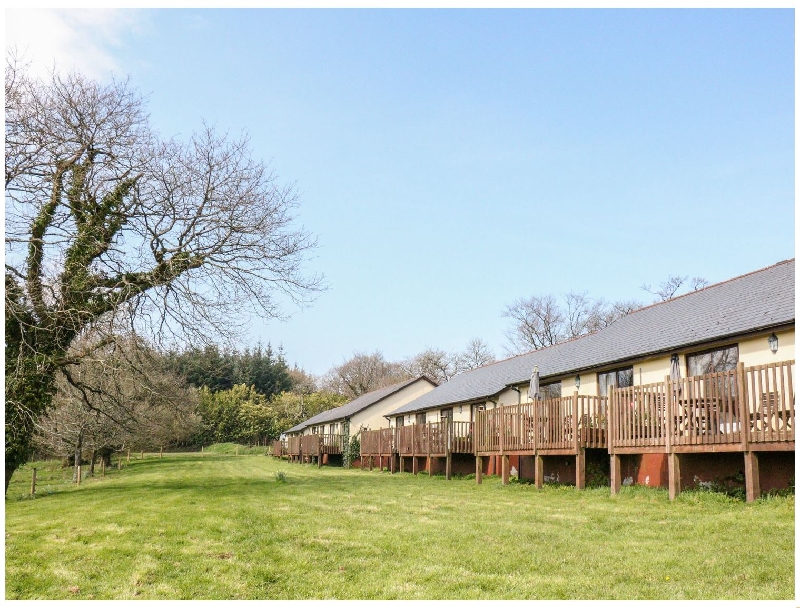 Click here for more about Mallard